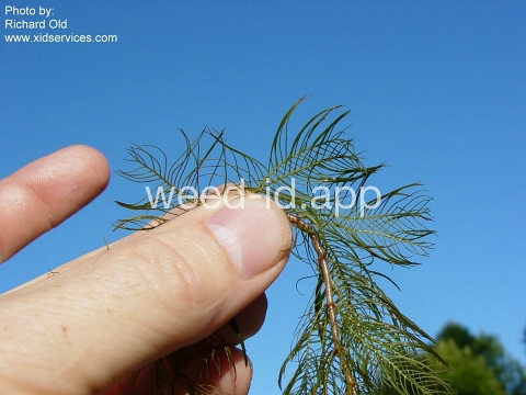 watermilfoil
